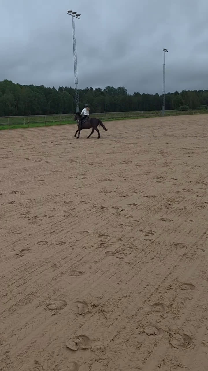Allround hästar till salu: Vår underbara Spirit söker kärleksfullt hem  - Video 2