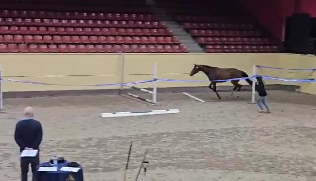 Hoppning hästar till salu: Talangfullt sto e: Conthargos- Balou du Rouet  - Video 3