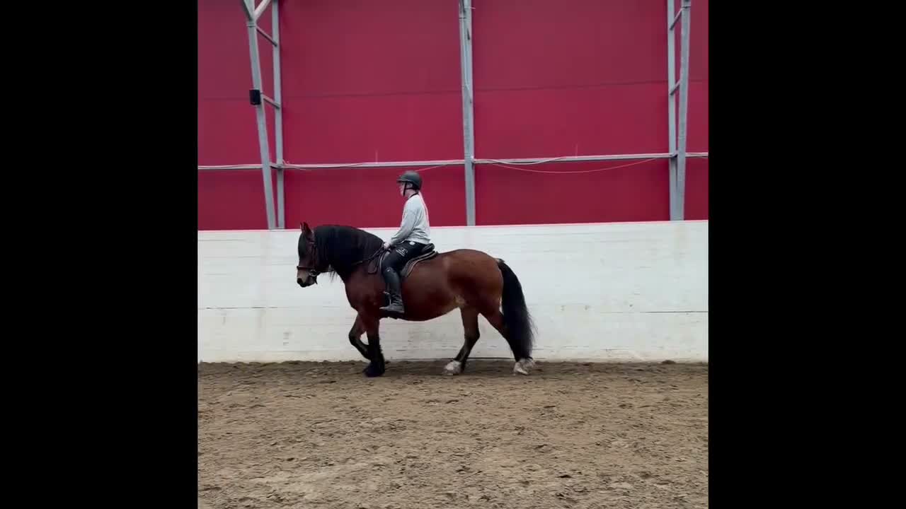 Allround hästar till salu: Nordsvenskt sto  - Video 1