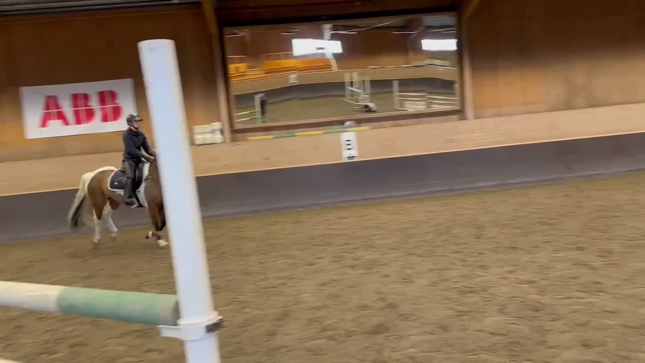 Allround hästar till salu: Mångsidig ponny med kapacitet  - Video 1