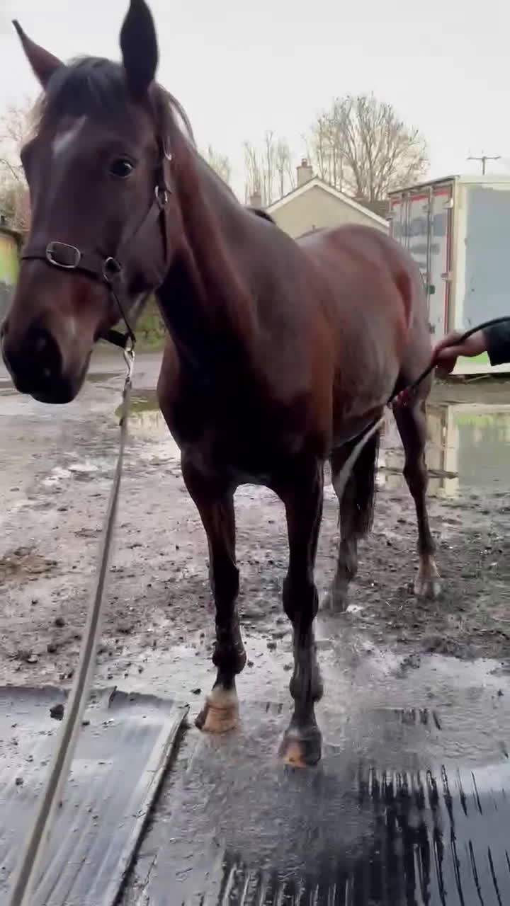 Allround hästar till salu: Vackert och supertrevligt ISH sto! ⭐️ - Video 1