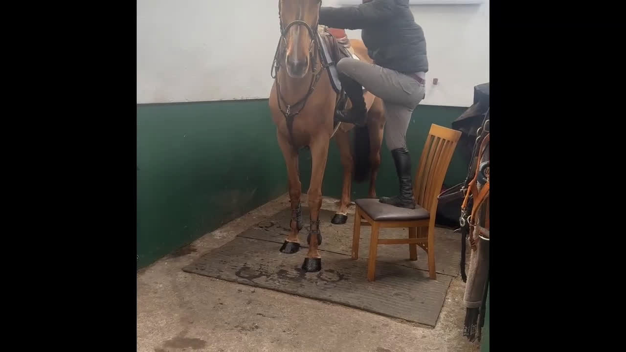 Allround hästar till salu: Ridskola / Första häst  - Video 1