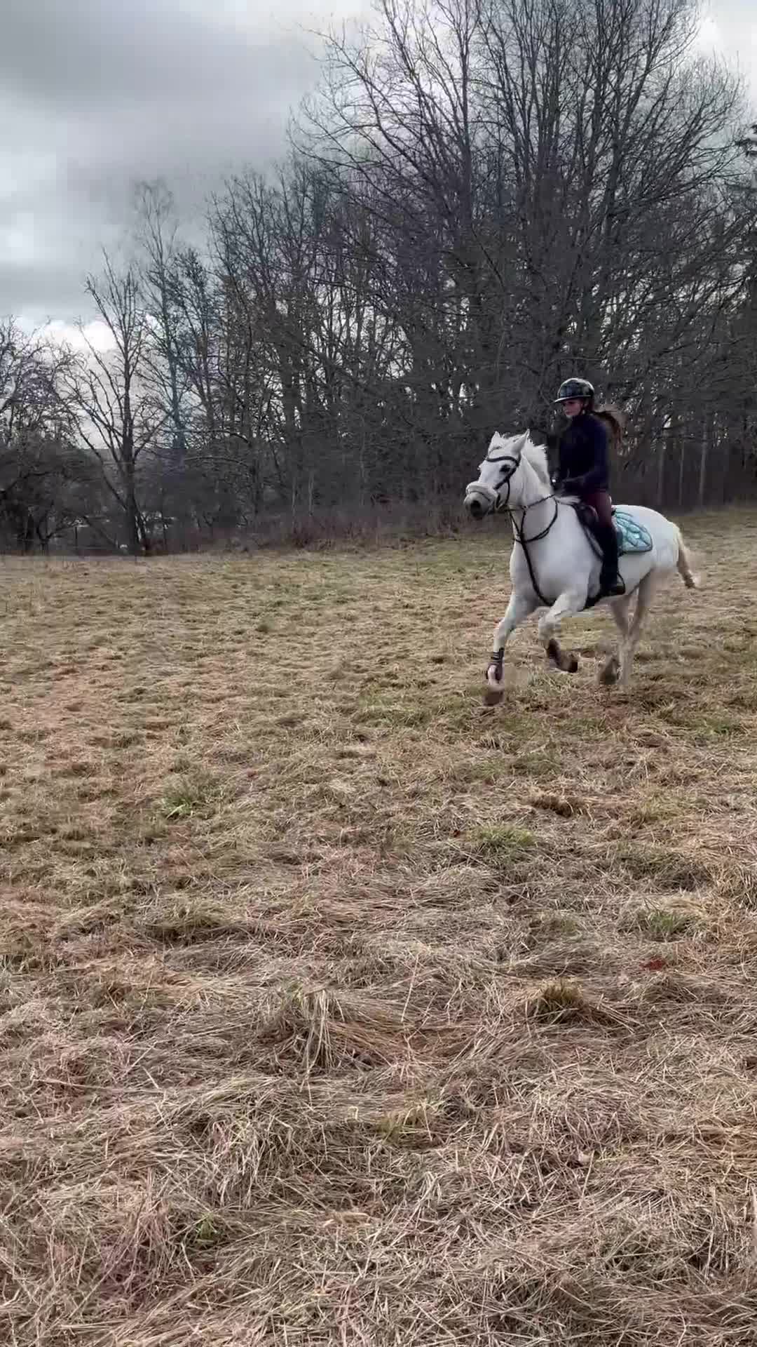 Övrigt hästar till salu: Snäll maxad c-ponny  - Video 5
