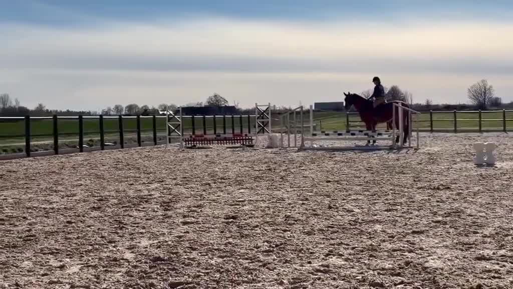 Hoppning hästar till salu: Trevlig unghäst för framtiden i Trollhättan - Video 1