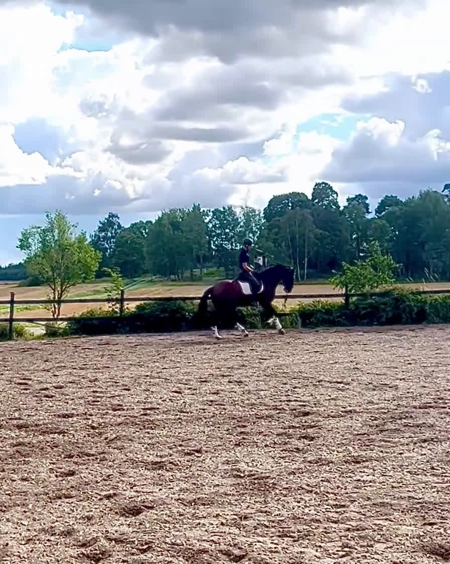 Dressyr hästar till salu: Importerad 6 årig Lusitano valack i Örsundsbro - Video 3