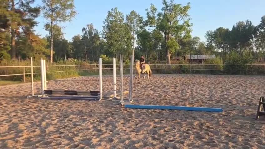 Allround hästar till salu: 3-årig toppstammad Valack söker 5🌟🏡 - Video 2