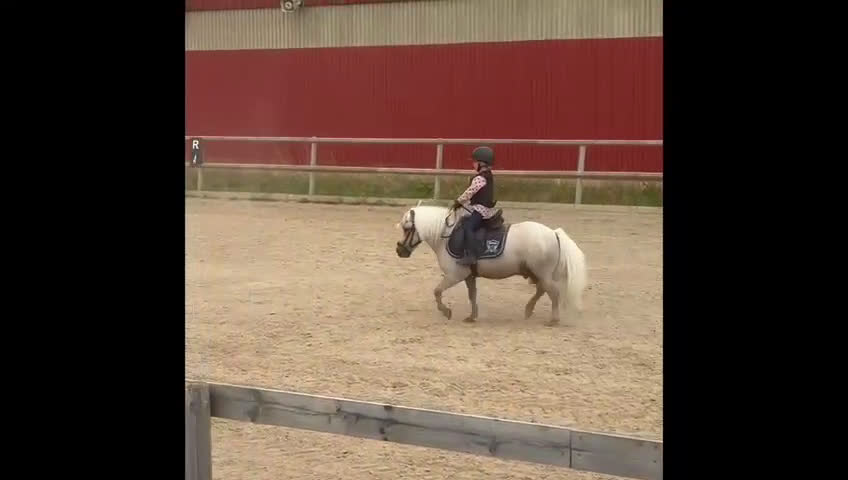 Allround hästar till salu: Shettis med energi  i Norrköping - Video 1