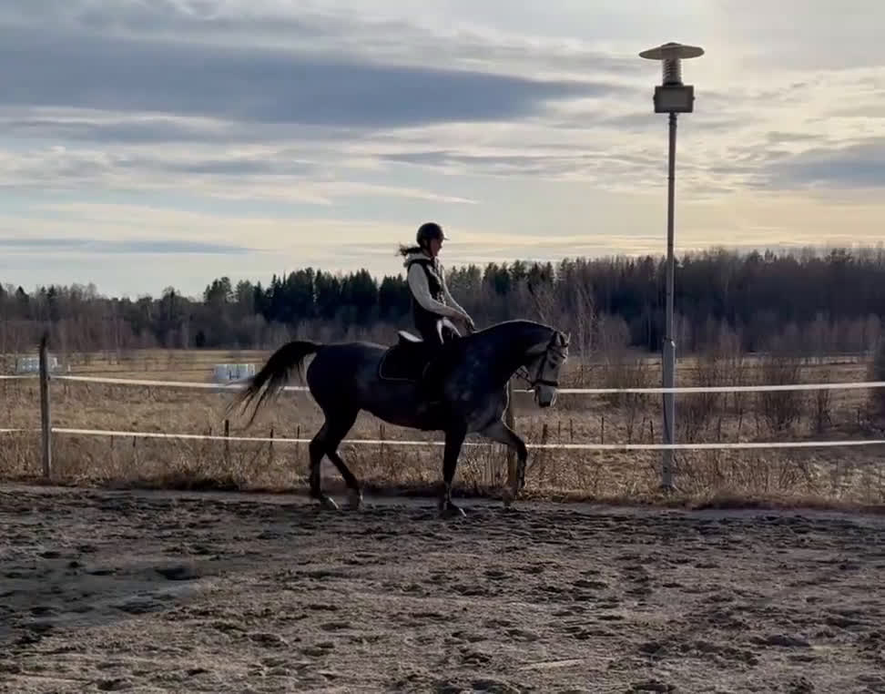 Allround hästar till salu: Hoppstammat sto med bra gångarter! - Video 1