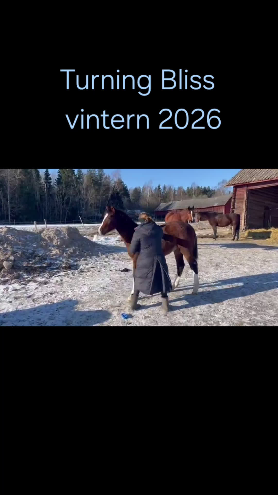 Allround hästar till salu: Snygg blivande dubbeltalang avlad för hållbarhet  i Kristinehamn - Video 1