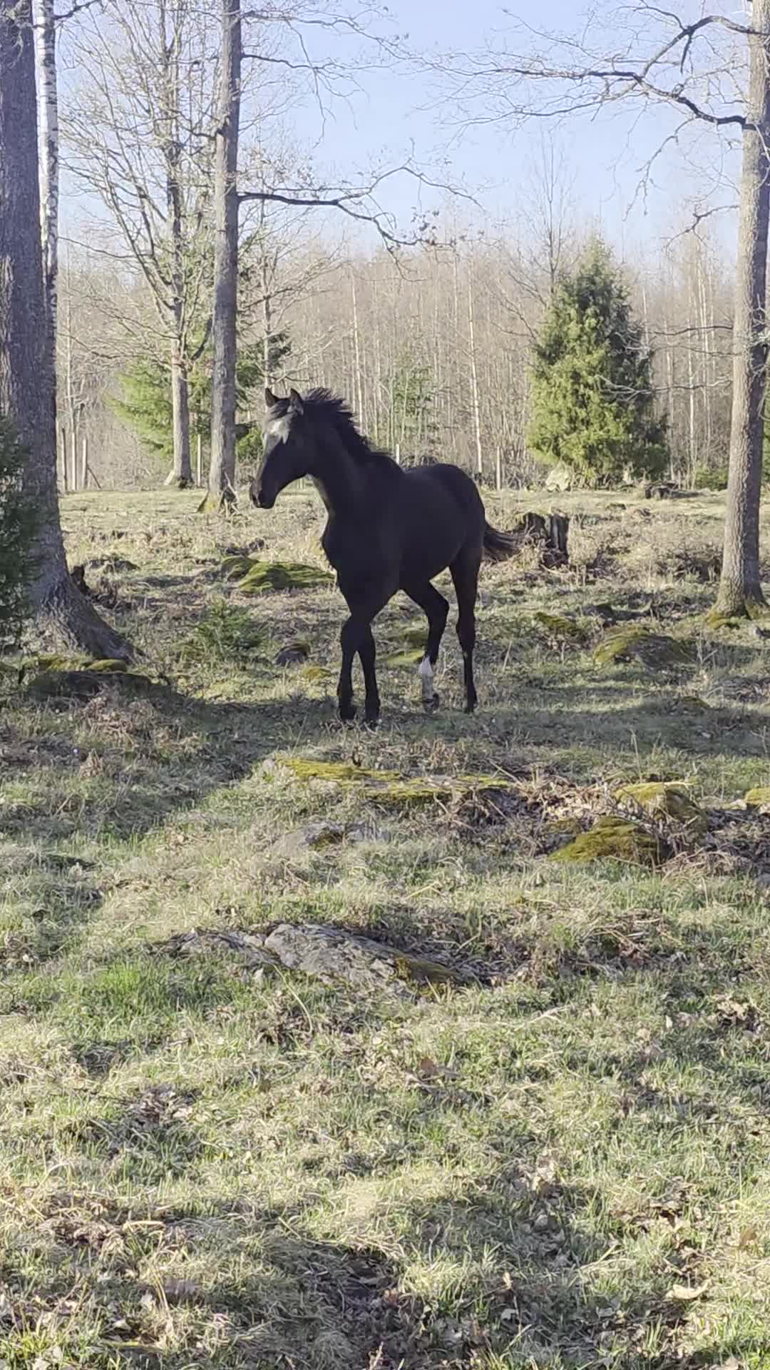 Hoppning hästar till salu: ✨️ Framtiden ✨️ - Video 1