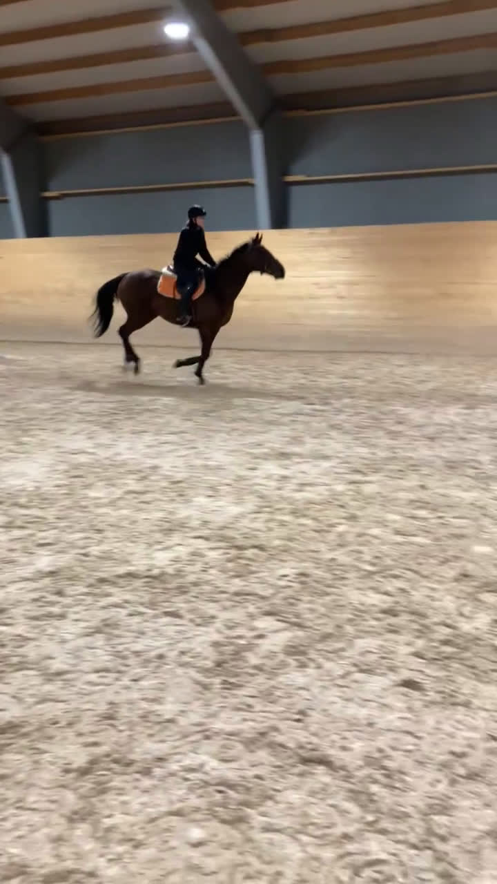 Allround hästar till salu: Hjärtehäst måste byta hem  i Skänninge - Video 1