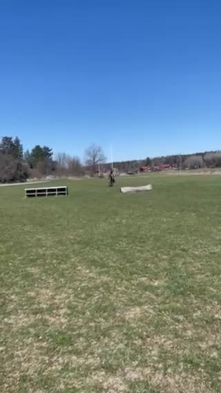 Hoppning hästar till salu: Modig och trevlig fyraåring - Video 1