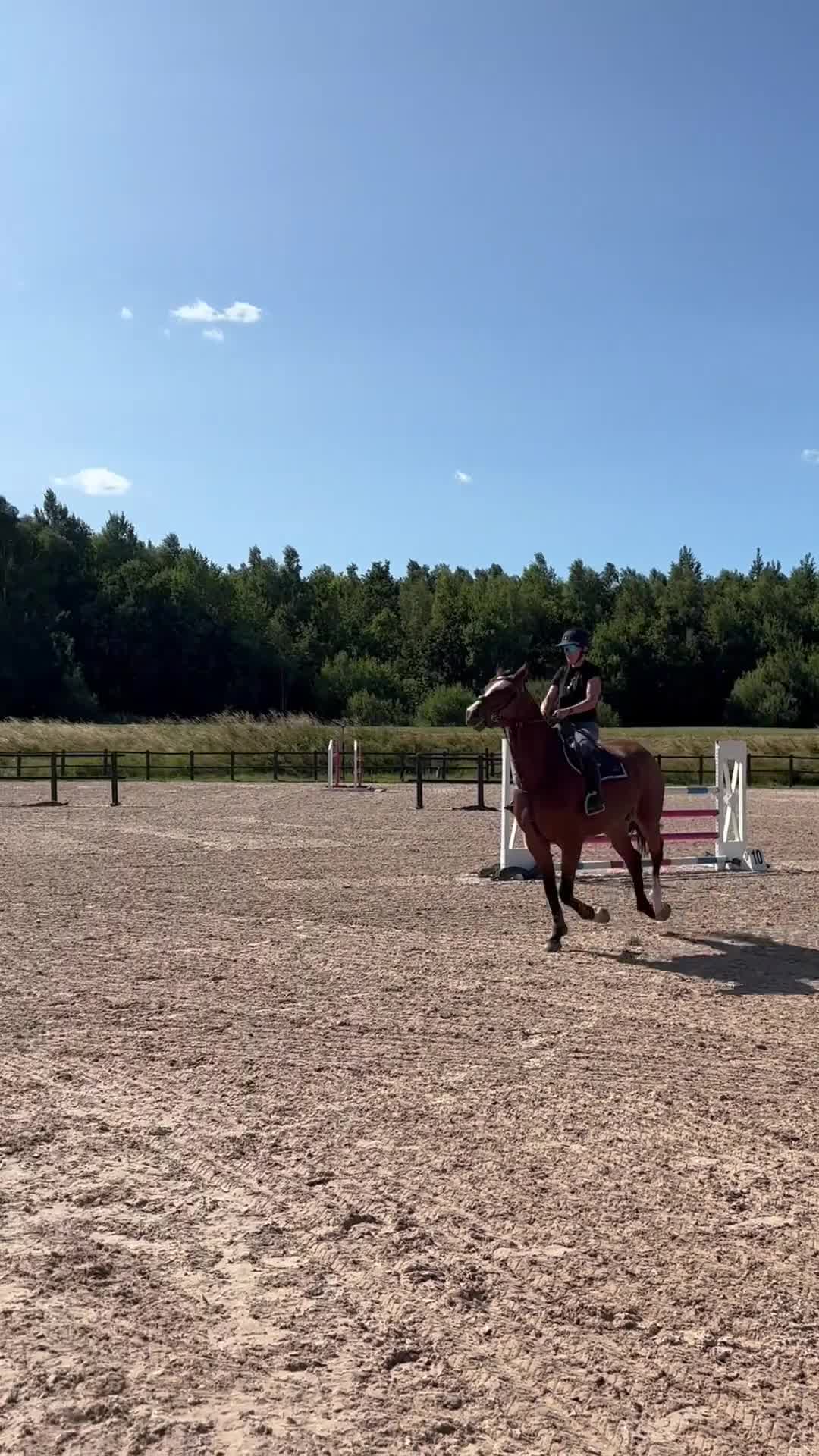 Hoppning hästar till salu: Sto med kapacitet och ett hjärta av guld - Video 2