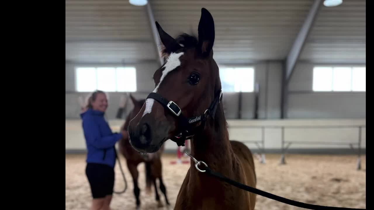 Hoppning hästar till salu: Charmigt & vackert stoföl - Tillfälle!  i Västerås - Video 1
