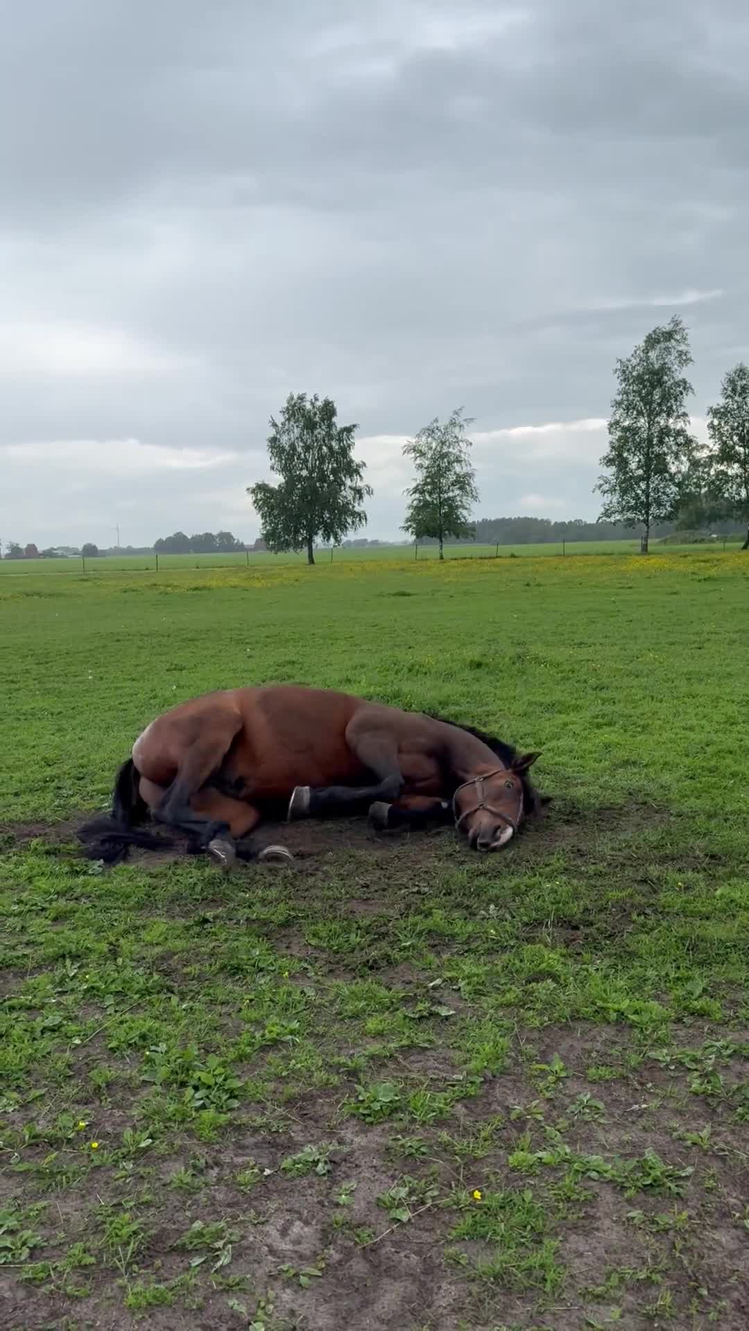 Allround hästar till salu: Projekt/sällskap - Video 1