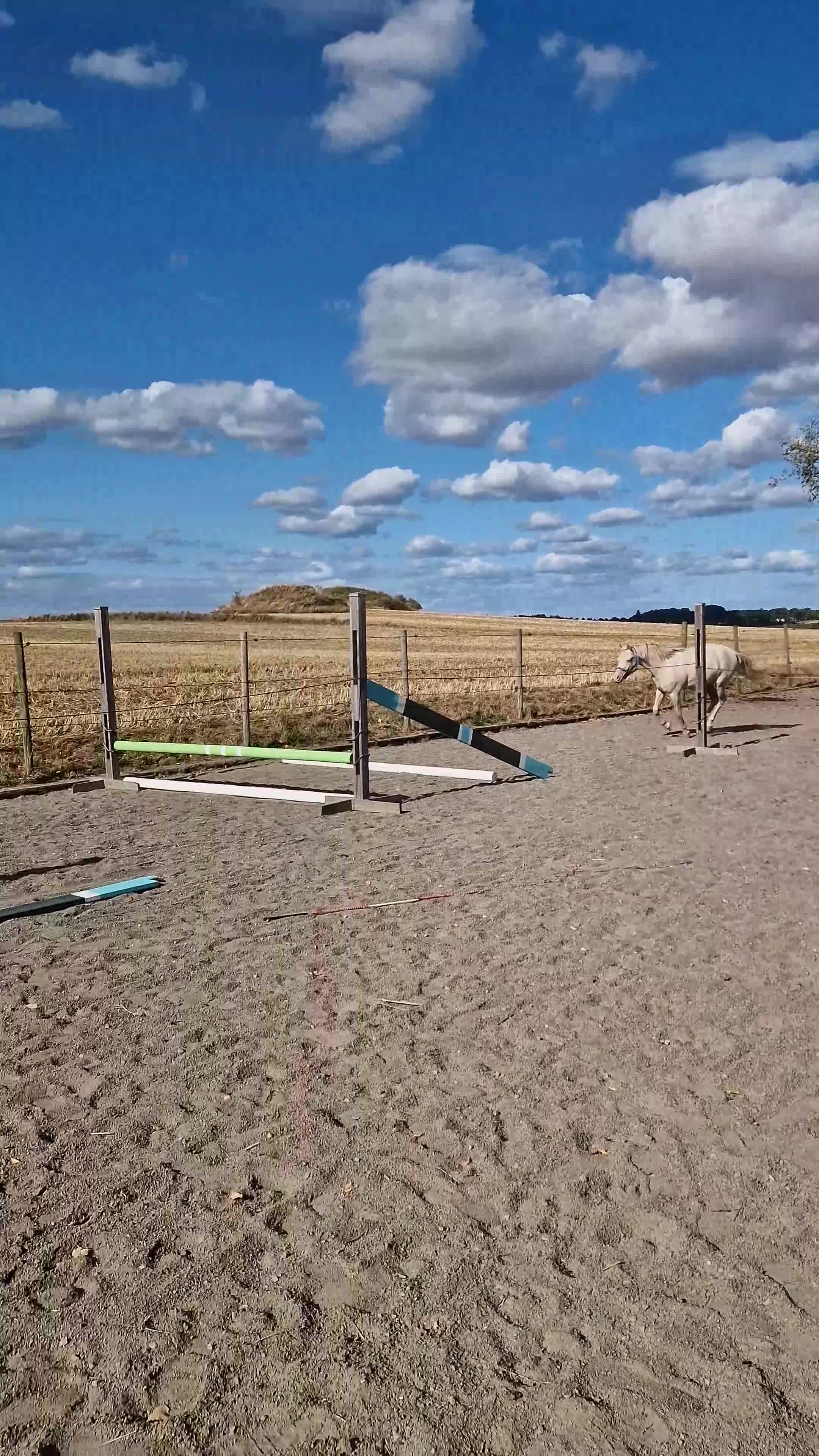 Allround hästar till salu: Lovande ungponny! - Video 2