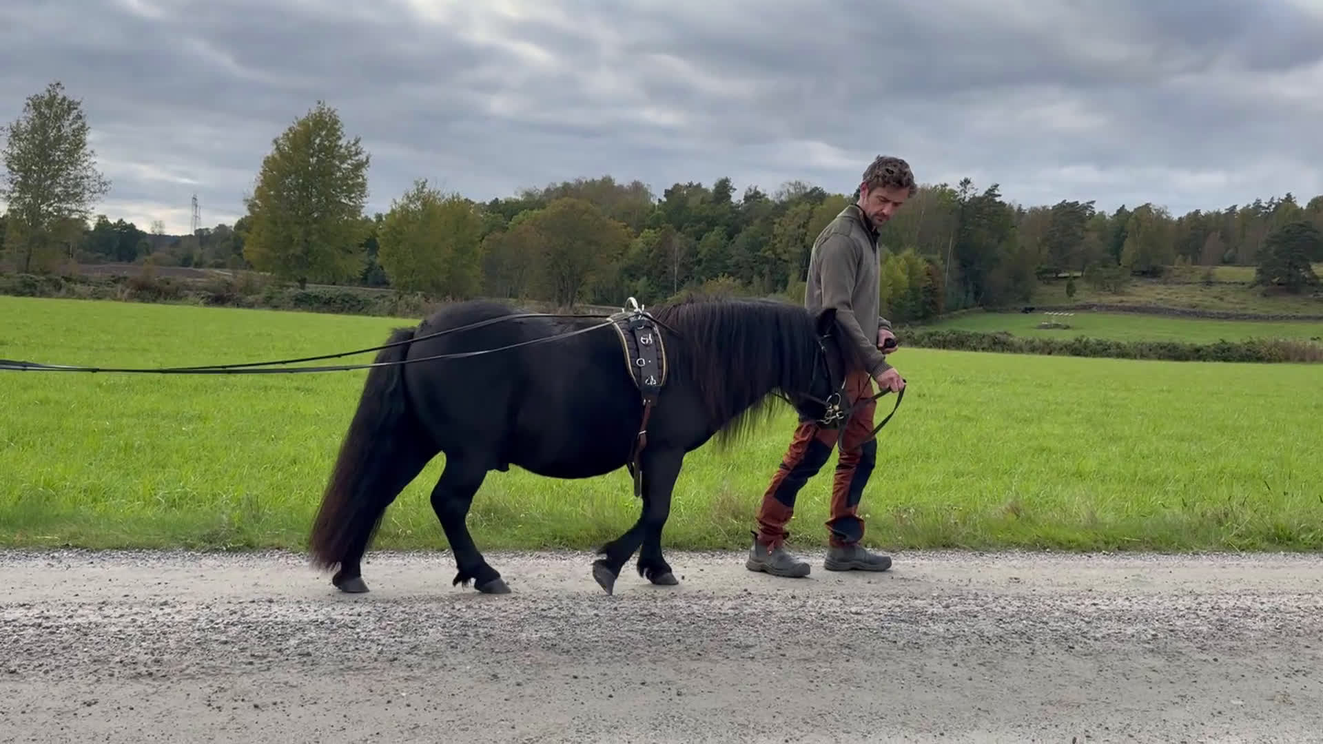 Allround hästar till salu: Gläntas Solid  i Björketorp - Video 1