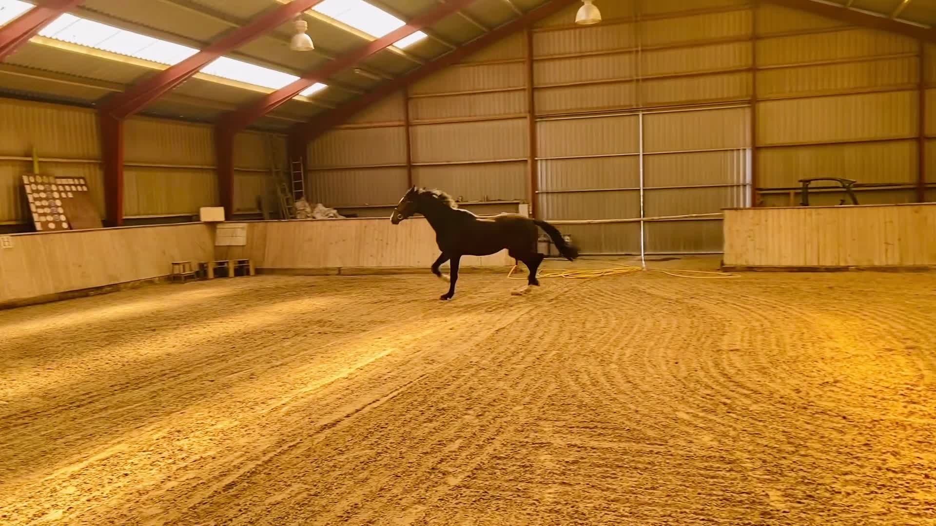Dressyr hästar till salu: Talentfuld 3 års til den kræsne rytter  - Video 1