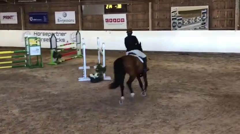 Hoppning hästar till salu: Såååå snäll kompis i Värends Nöbbele - Video 2