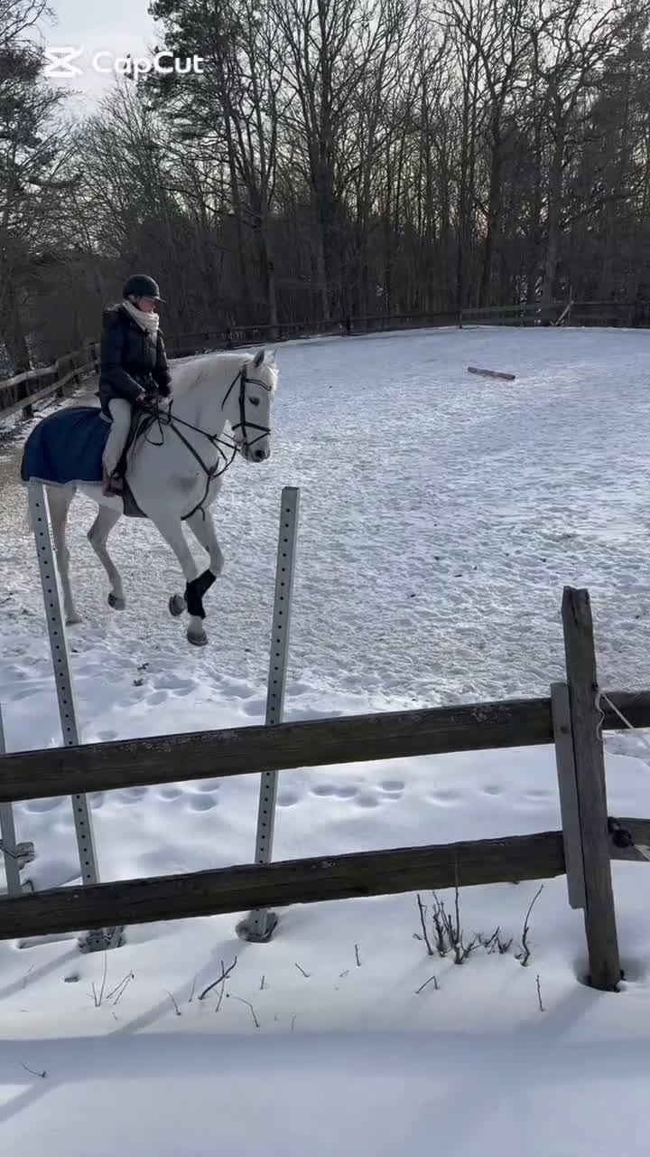 Allround hästar till salu: Byte/säljes - Video 3