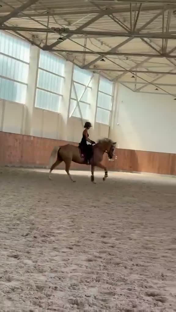 Dressyr hästar till salu: Amazing palomino pony! - Video 2