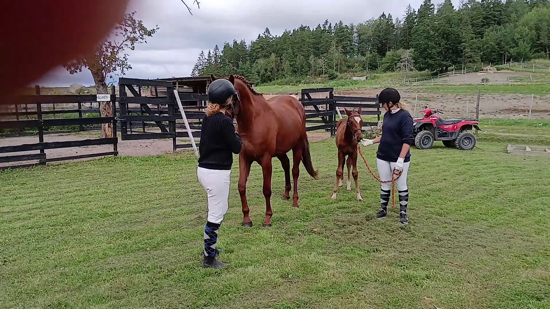Dressyr hästar till salu: Social och lovande 4 åring i Huddungeby - Video 1