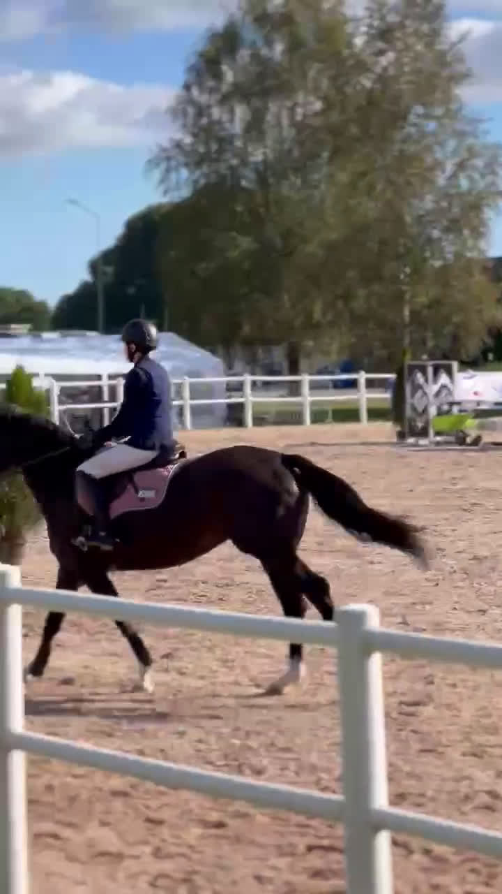 Hoppning hästar till salu: Vackert SWB-sto söker nytt hem! i Lerdala - Video 2