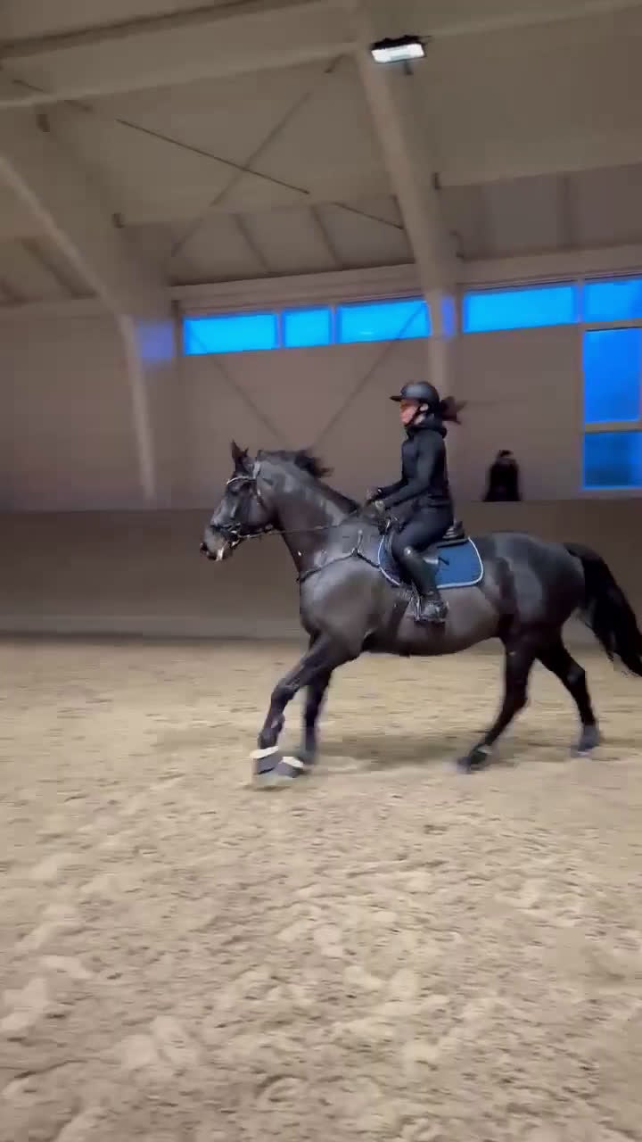 Hoppning hästar till salu: En bästa vän utan begränsningar  i Grisslehamn - Video 3