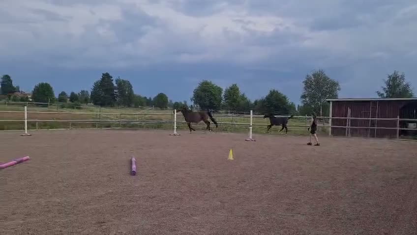 Hoppning hästar till salu: Hoppstammat föl - Video 1