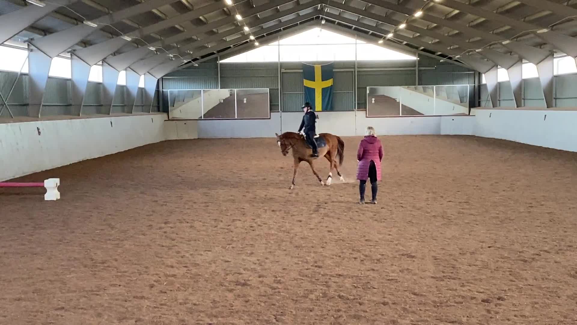 Allround hästar till salu: ⭐️Snäll C-ponny Allround⭐️ - Video 3