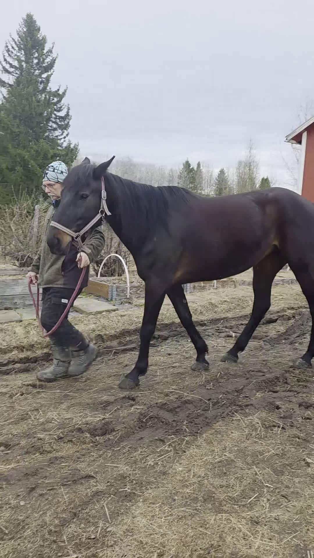 Trav hästar till salu: Trav eller ridning - Video 2