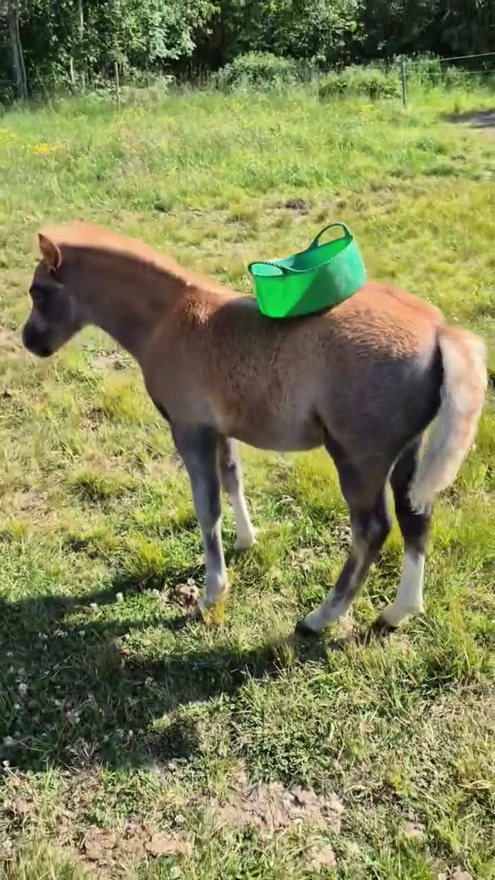 Allround hästar till salu: Framåt welsh mountainkille i Stenkullen - Video 1