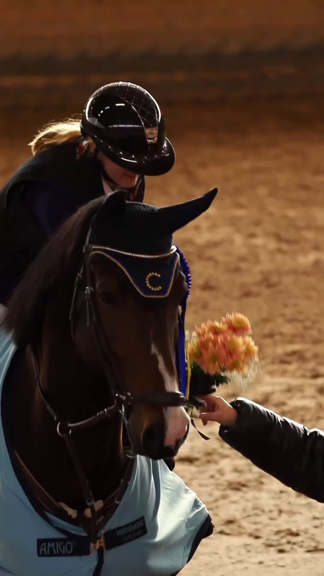 Hoppning hästar till salu: Trevlig hopphäst - Video 1