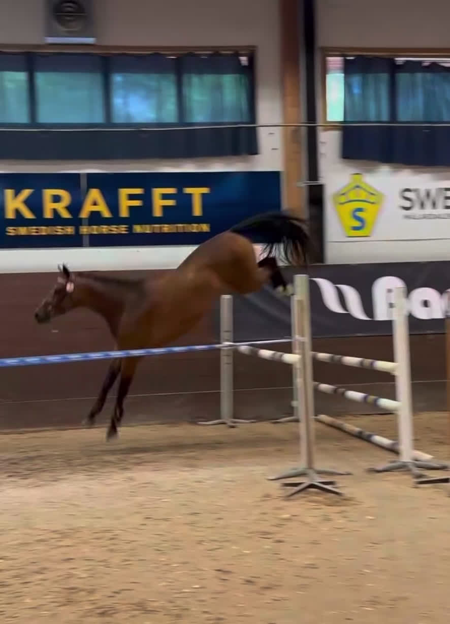 Hoppning hästar till salu: Lovande hopphäst e. Gamelus - Ludwigs Champion - Video 1