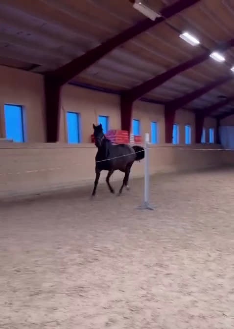 Dressyr hästar till salu: Trevligt SWB sto i Åtvidaberg - Video 1