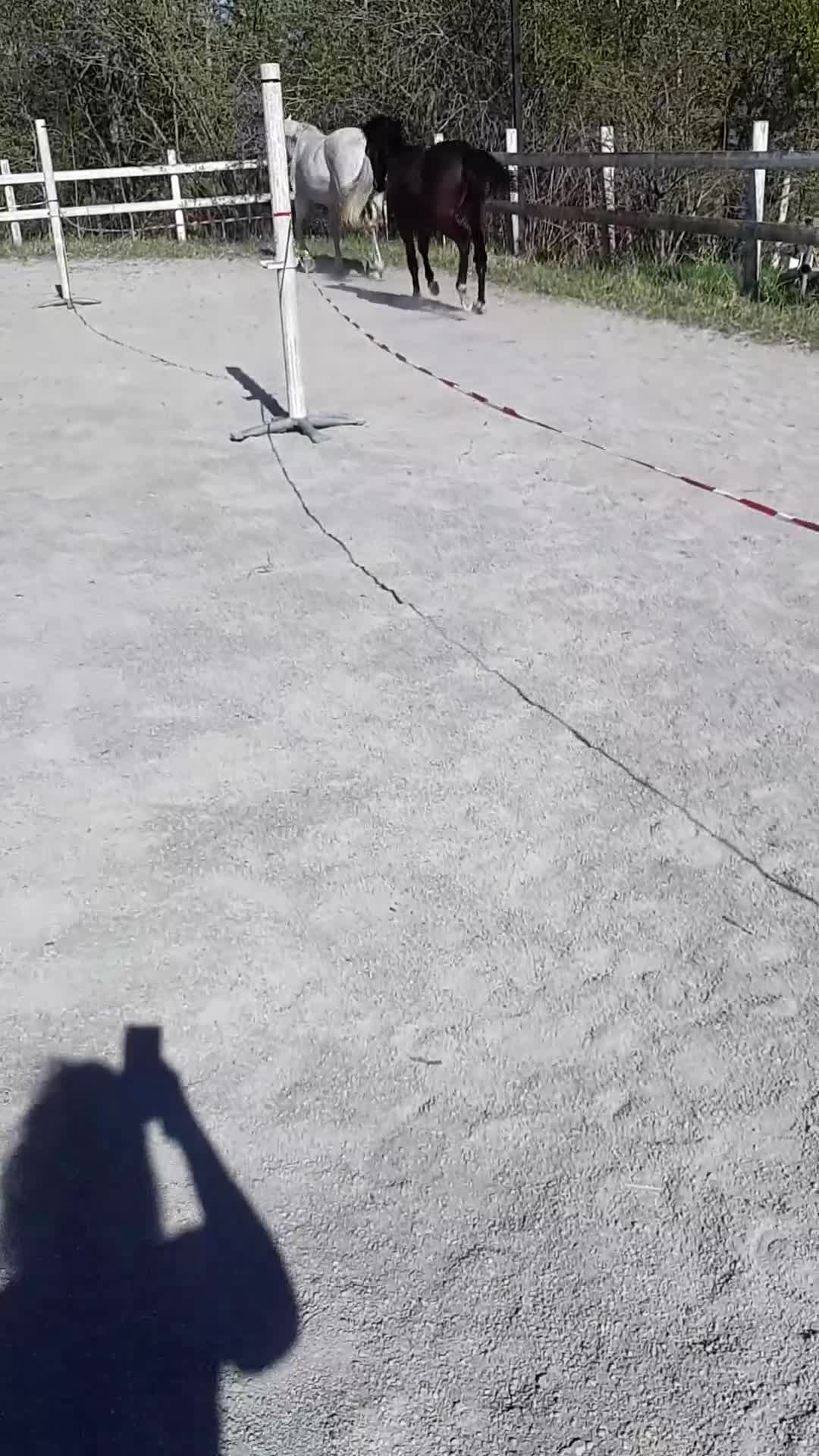Hoppning hästar till salu: Stilig kille - Video 2