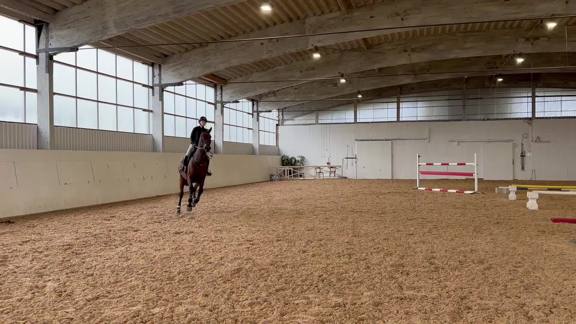 Hoppning hästar till salu: Snygg och modig hopphäst!! - Video 2