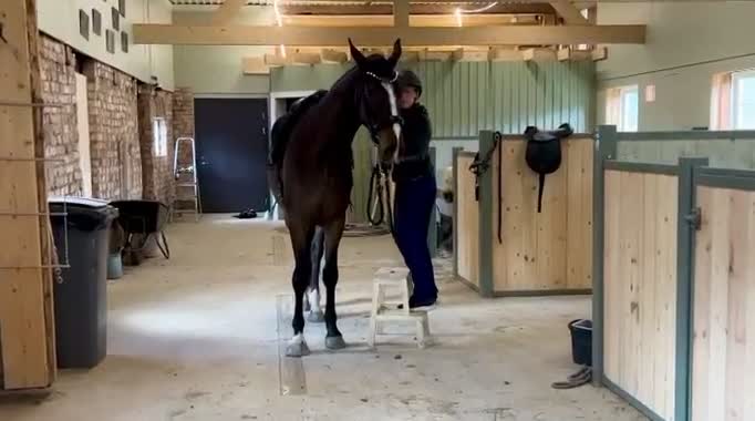Dressyr hästar till salu: Energisk & framåt fyraåring - Video 3