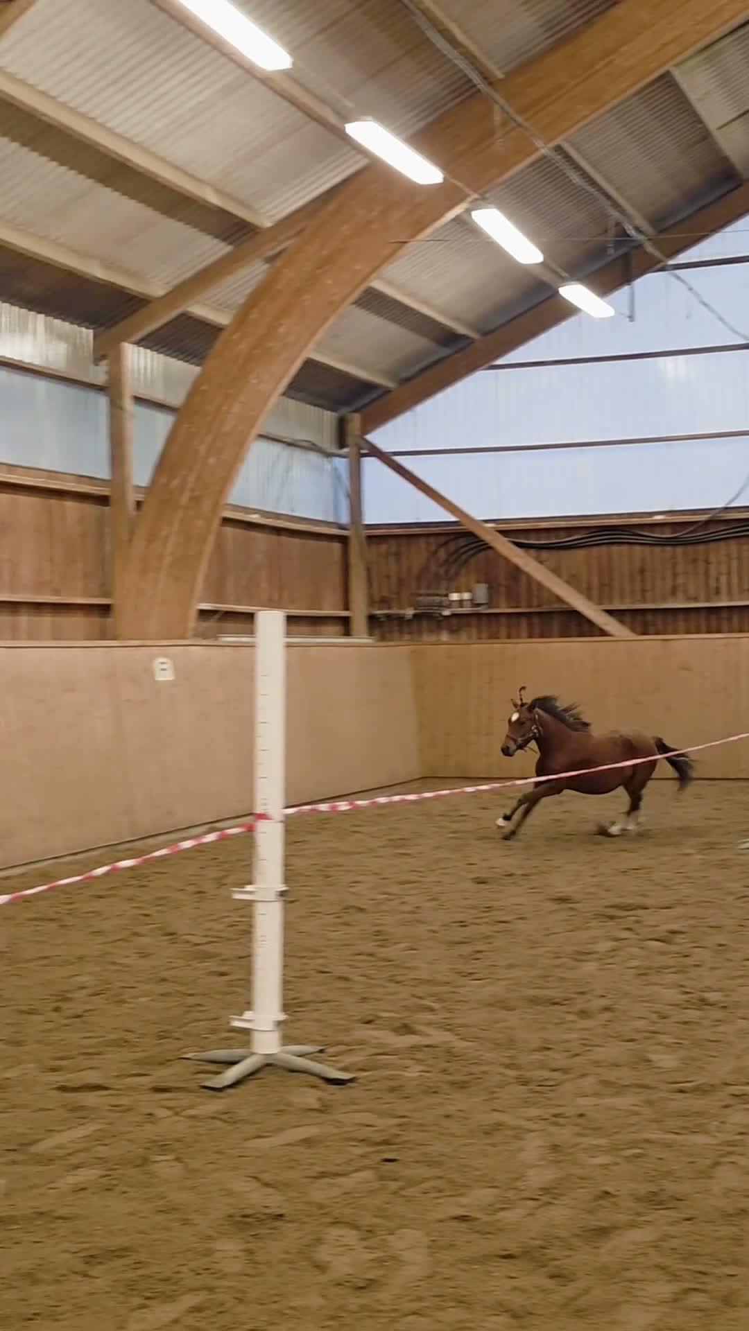 Allround hästar till salu: Välhanterad ettåring - Video 1