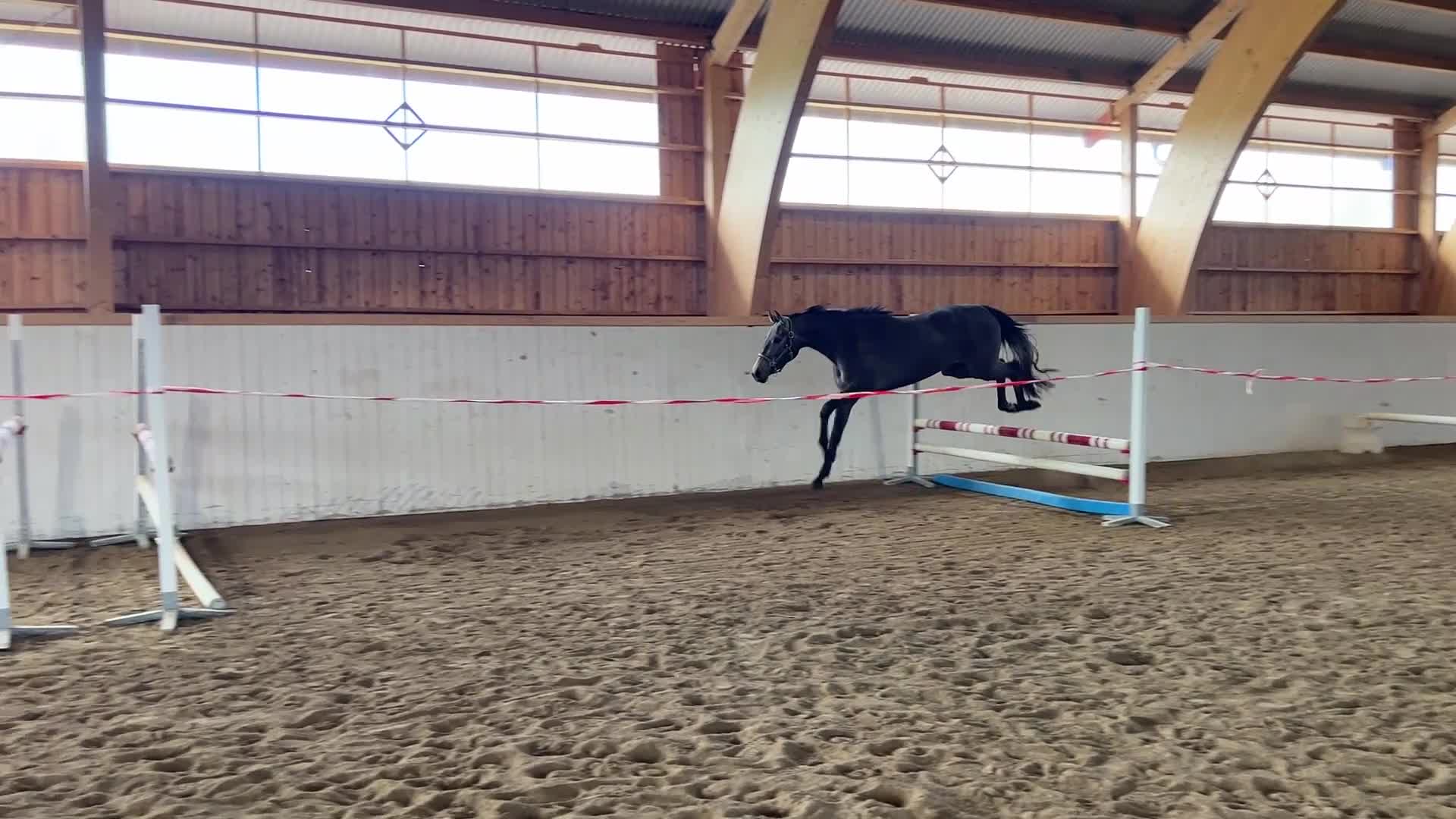 Hoppning hästar till salu: Lovande 3 åring  - Video 1