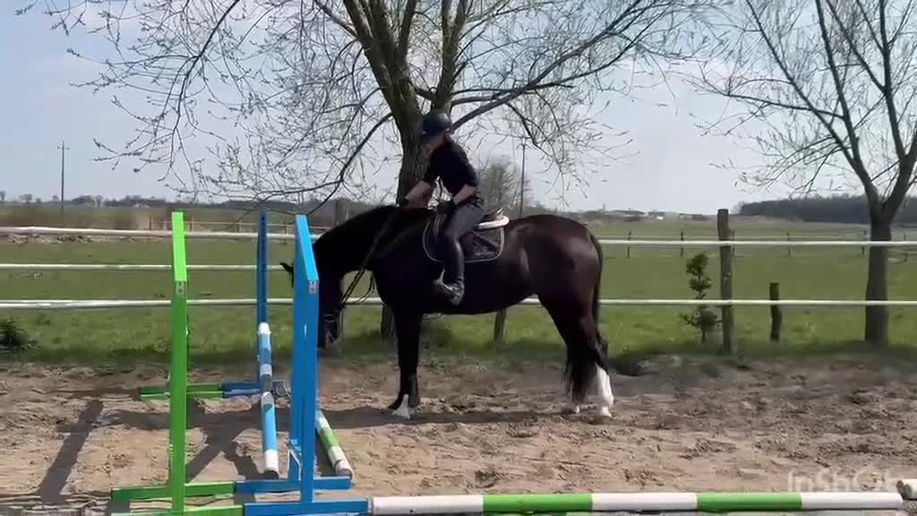 Allround hästar till salu: 5yo Silesian mare, 165 cm – gentle, jumps - Video 2