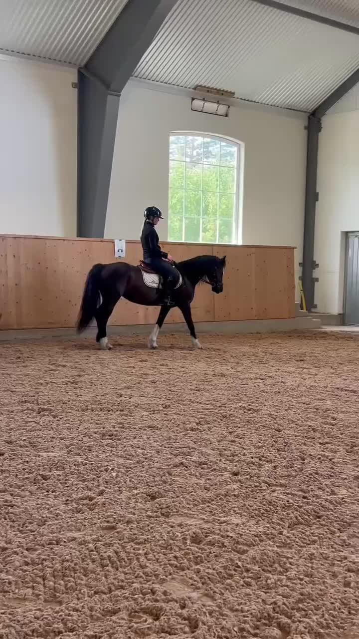 Allround hästar till salu: Trygg allroundponny i Västervik - Video 1
