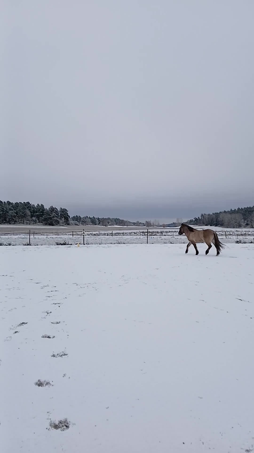 Island hästar till salu: Positiv, trygg, mysig islandshäst för skogsridning i Drottningholm - Video 3