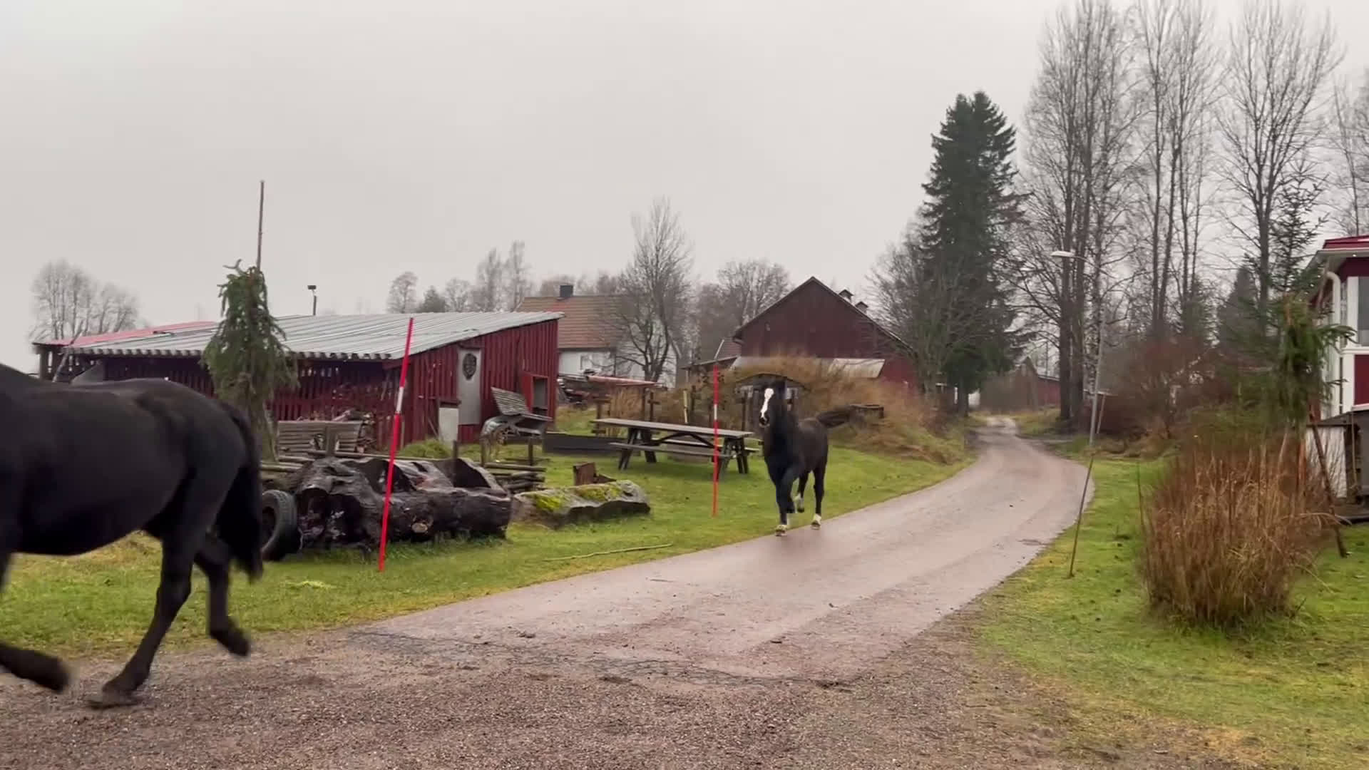 Trav hästar till salu: Kallblodsföl till salu  i Borlänge - Video 1