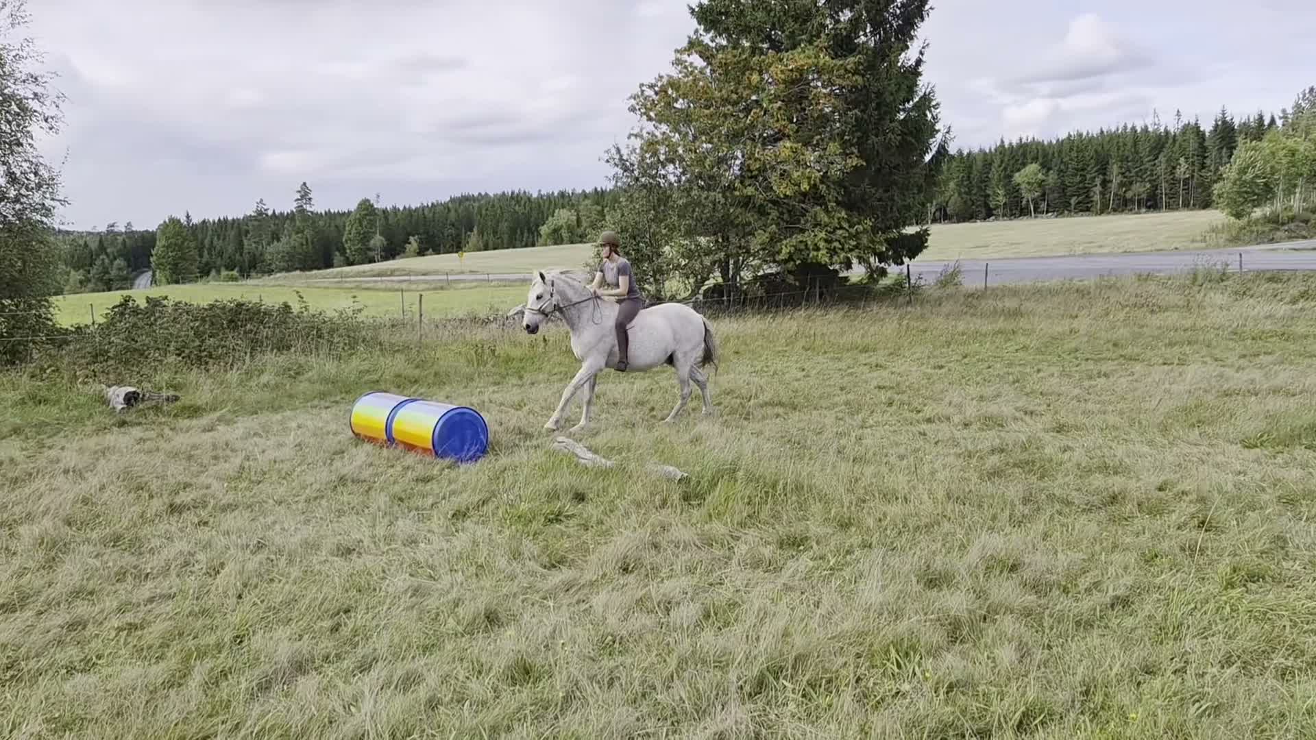 Allround hästar till salu: Äldre spansk herre/drömhäst - Video 1