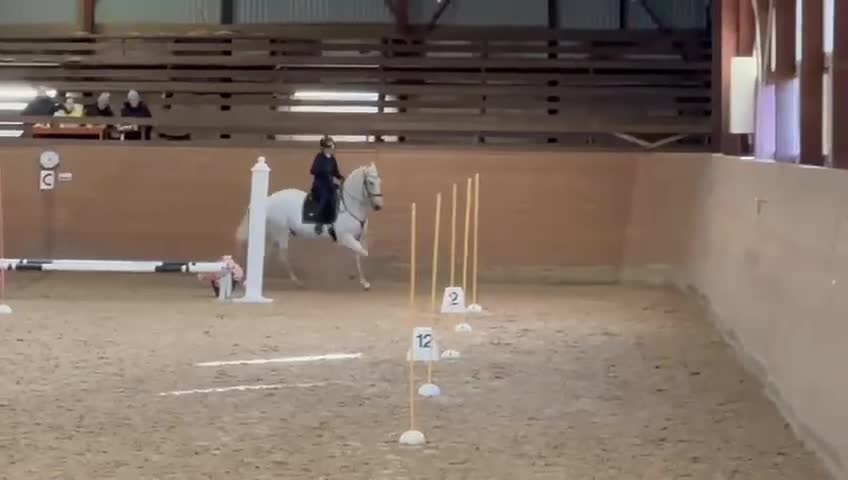 Working Equitation hästar till salu: Välutbildad läromästare i WE & dressyr i Skövde - Video 1