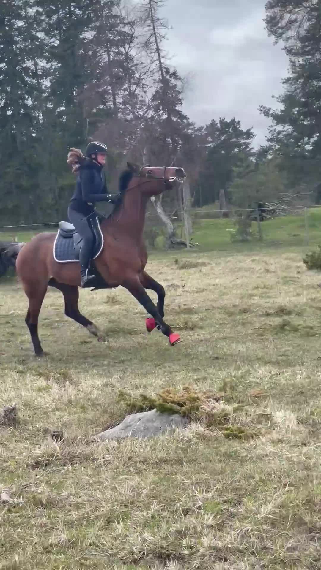 Allround hästar till salu: Läromästare säljes - Video 2