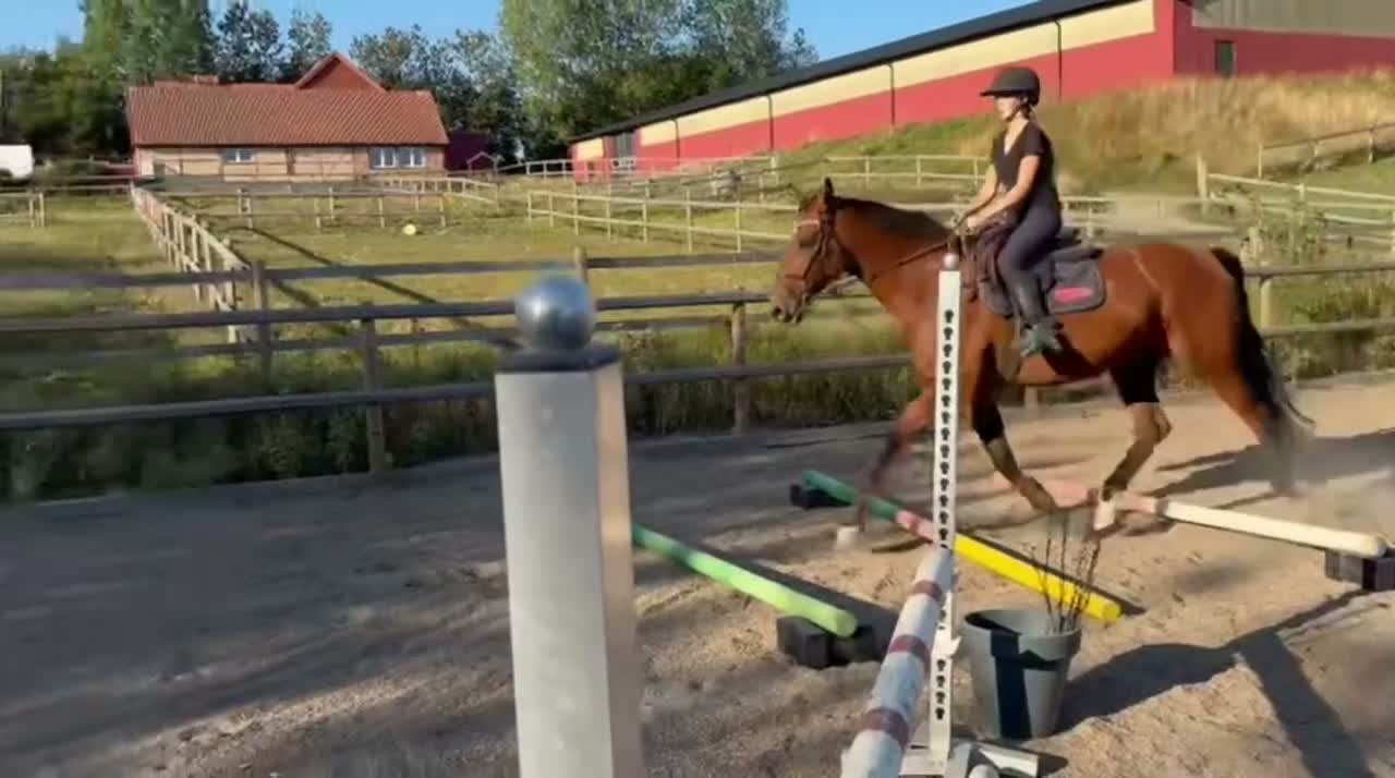 Allround hästar till salu: Fin allround häst - Video 2