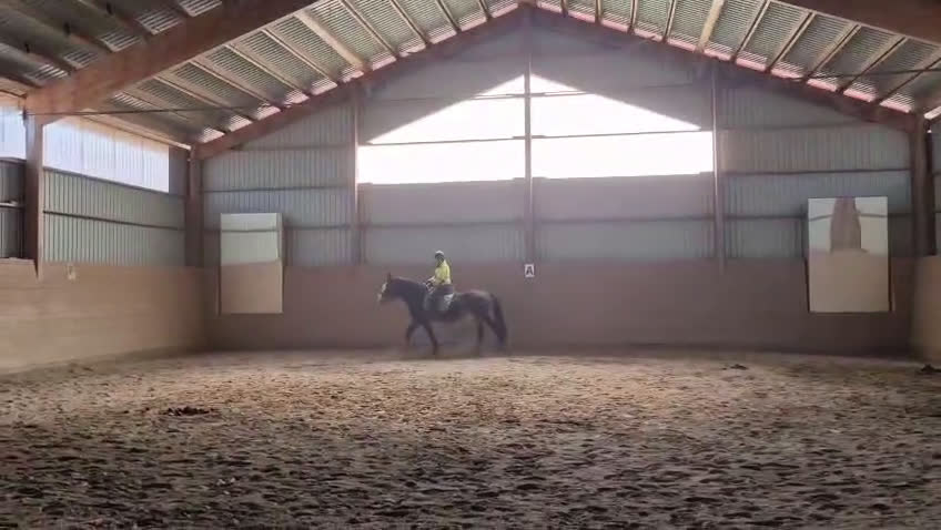 Akademiskt hästar till salu: Snygg kallblodstravare projekt eller sällskap  i Vännäs - Video 1