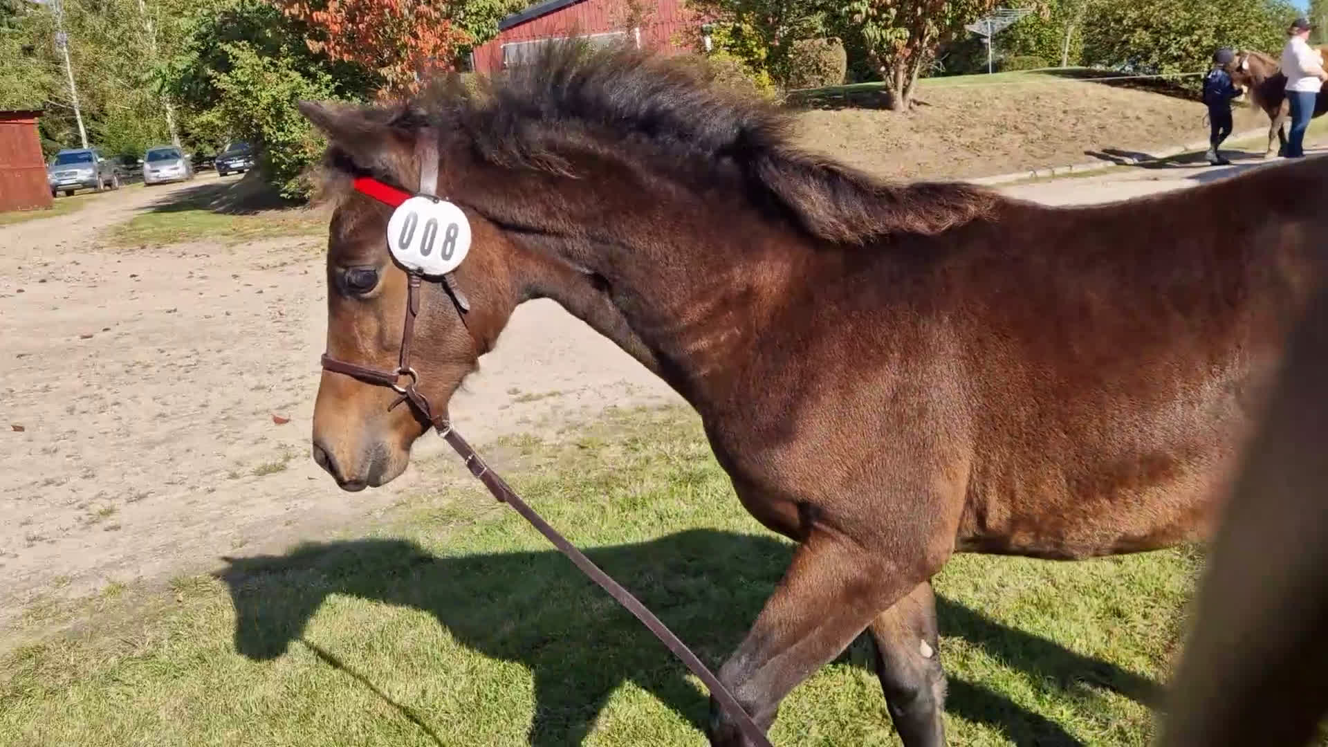 Allround hästar till salu: Morgan Hingstföl i Sätila - Video 1